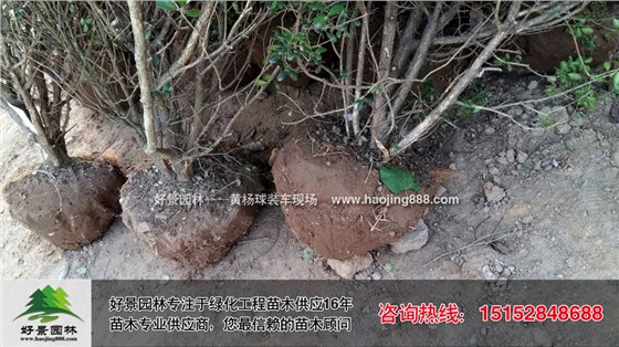 黄杨球12