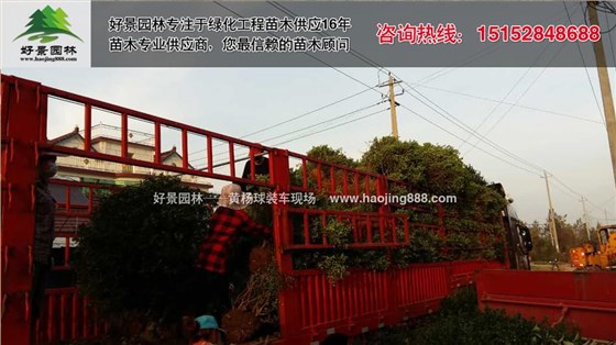 黄杨球10