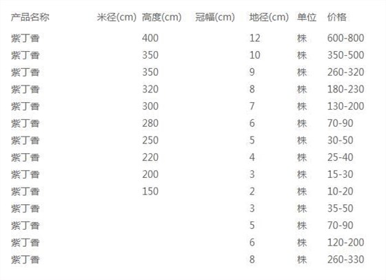 紫丁香价格表