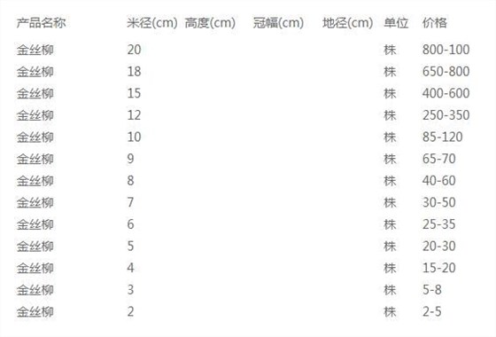 金丝柳价格表