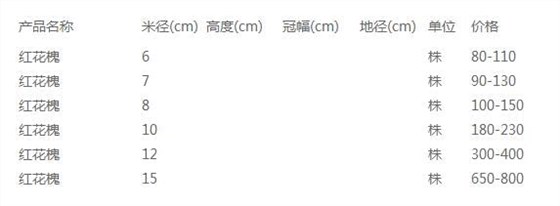 红花槐价格表