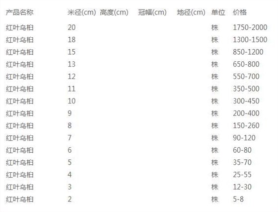 红叶乌桕价格表