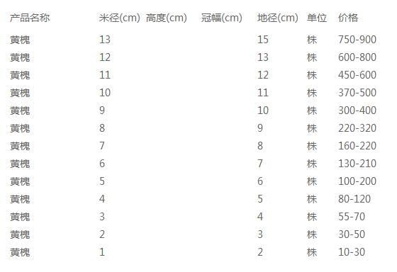 黄槐价格表