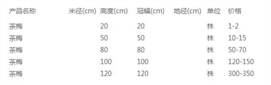 茶花价格表