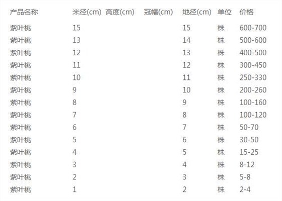 紫叶桃价格表