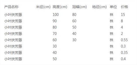 小叶扶芳藤