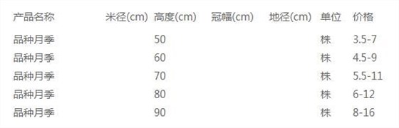 品种月季
