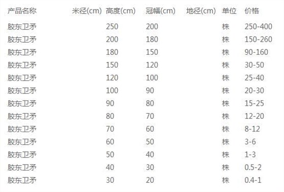 胶东卫矛价格