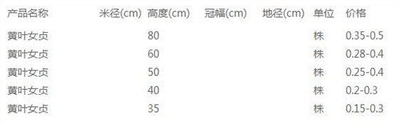 黄叶女贞价格表