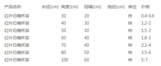 红叶石楠杯苗