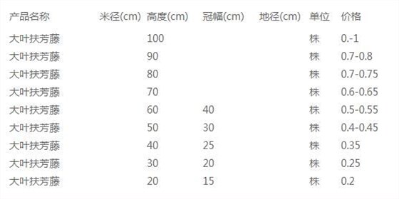 大叶扶芳藤