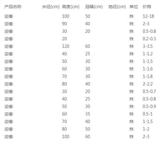 迎春价格表