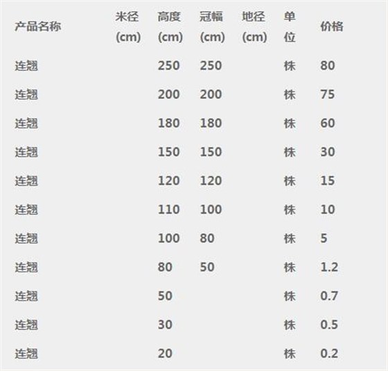 连翘树苗价格表