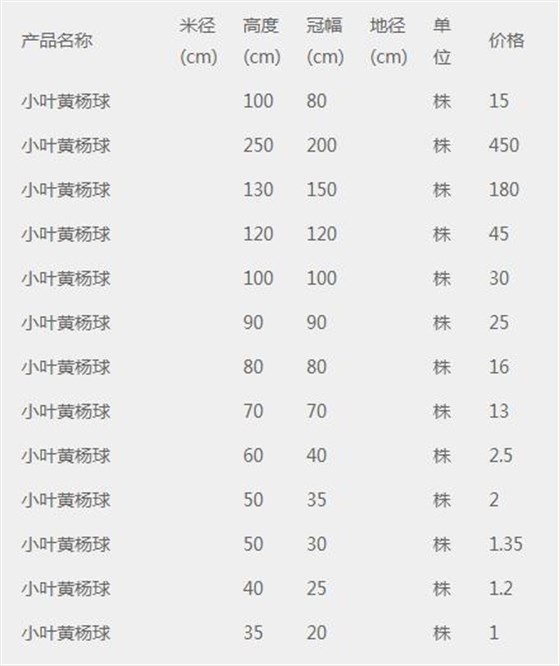 小叶黄杨球