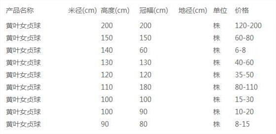 黄叶女贞球价格表