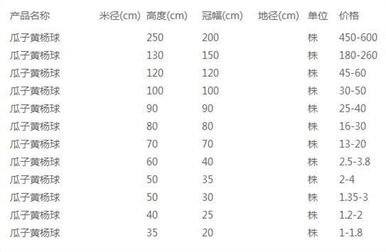 瓜子黄杨球