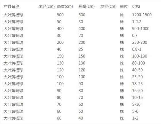 大叶黄杨球