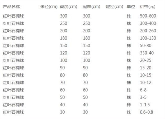 红叶石楠球价格表