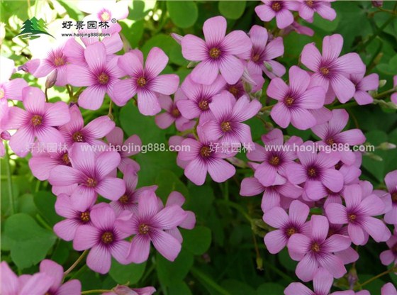 红花醡浆草2 红花醡浆草2