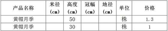 黄帽月季价格表