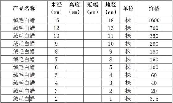 绒毛白蜡价格表