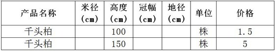 千头柏价格表 千头柏价格表