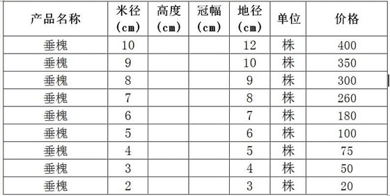 垂槐价格表