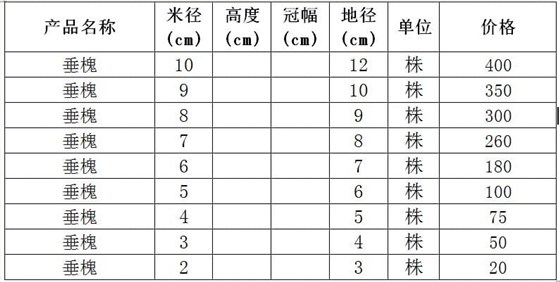 垂槐价格表