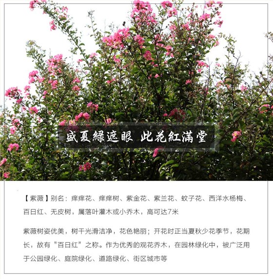 紫薇 紫薇