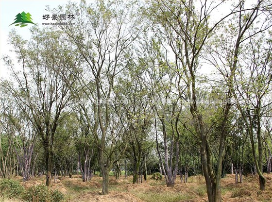 丛生朴树基地 
