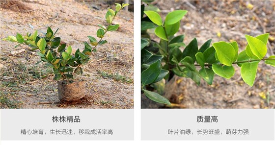 金森女贞 (2)