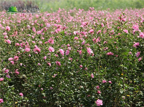 木槿花基地