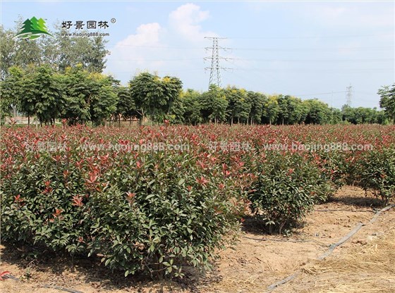 红叶石楠球基地 