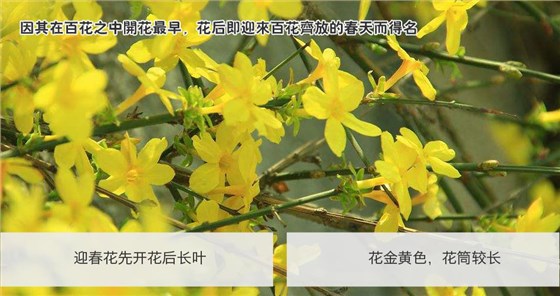 迎春花