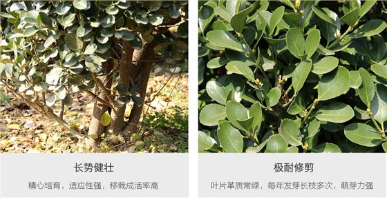 冬青柱 (4)