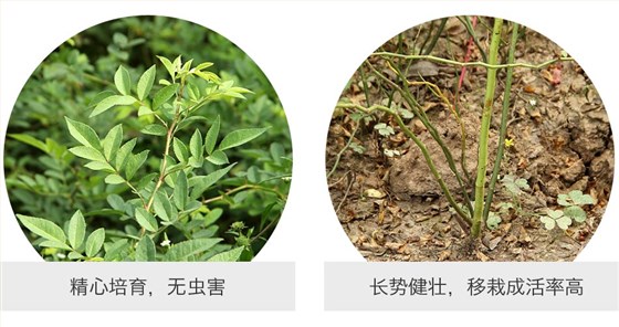 蔷薇 (6) 蔷薇 (6)