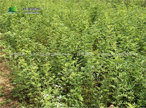 蔷薇 (1)