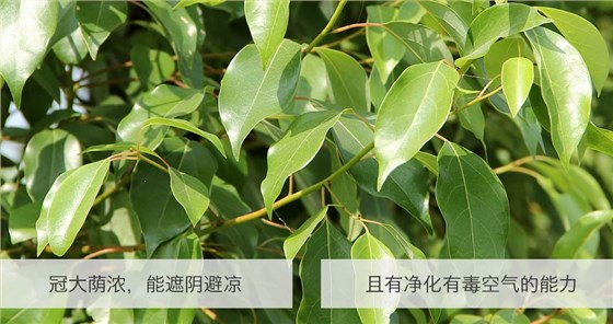 香樟树 (8)