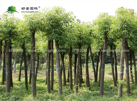 香樟树 (6)