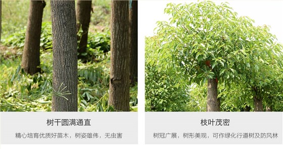 香樟树 (5)
