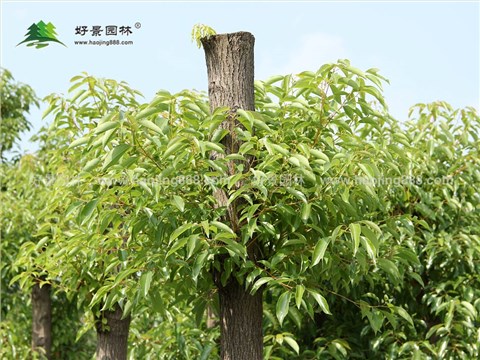香樟