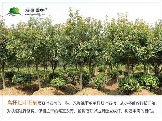 高杆红叶石楠 