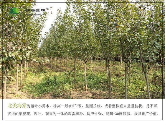北美海棠 (1) 北美海棠 (1)