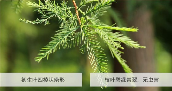 云杉 (7)