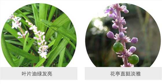 沿阶草 (5)