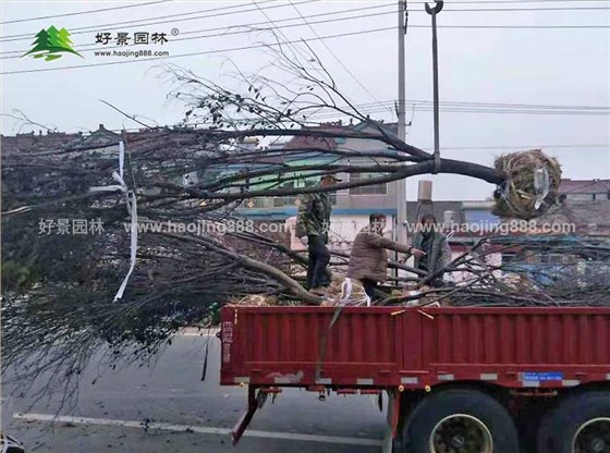 紫叶李装车图片