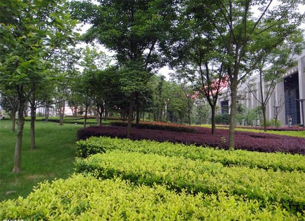 西安市政绿化|市政绿化 好景园林,苗木绿化,苗木供应,绿化苗木供应