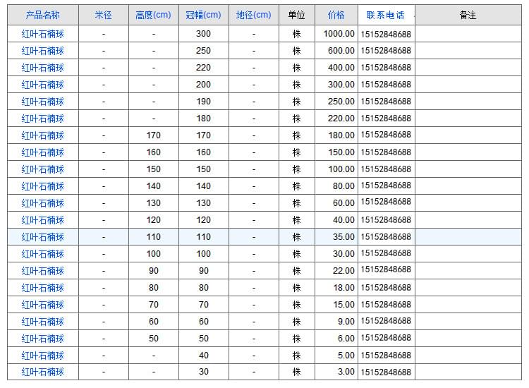 红叶石楠球1
