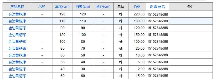 金边黄杨球