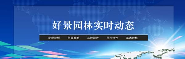 江苏绿化苗木批发基地在哪里，哪家苗木公司更靠谱？